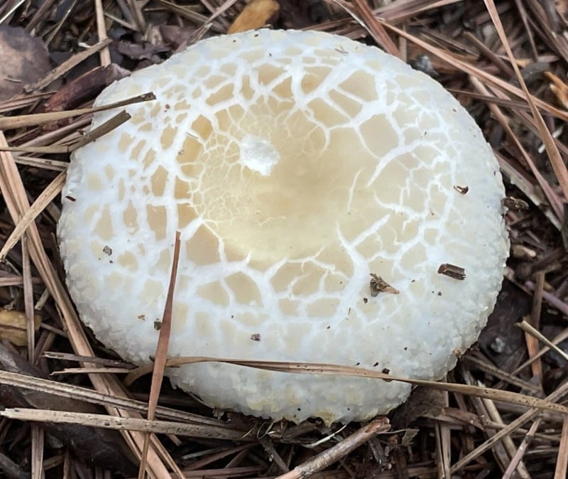 russula crustosa