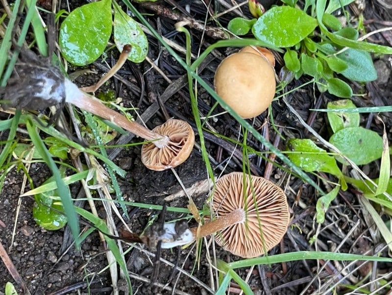 Tubaria furfuracea group