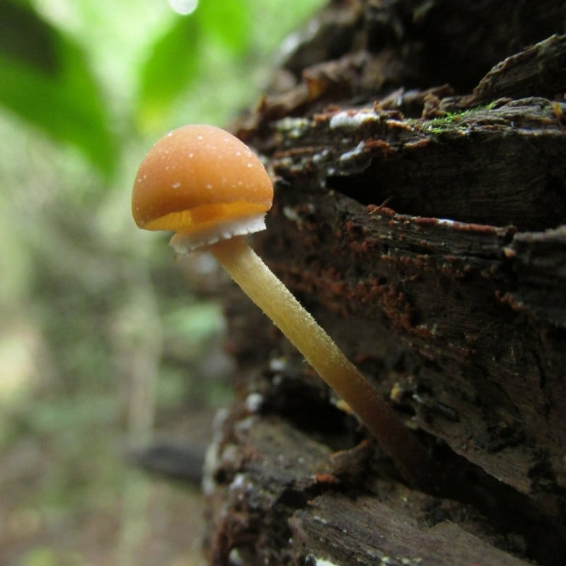 Conocybe rugosa or Pholiotina rugosa; Conocybe filaris or Pholiotina filaris