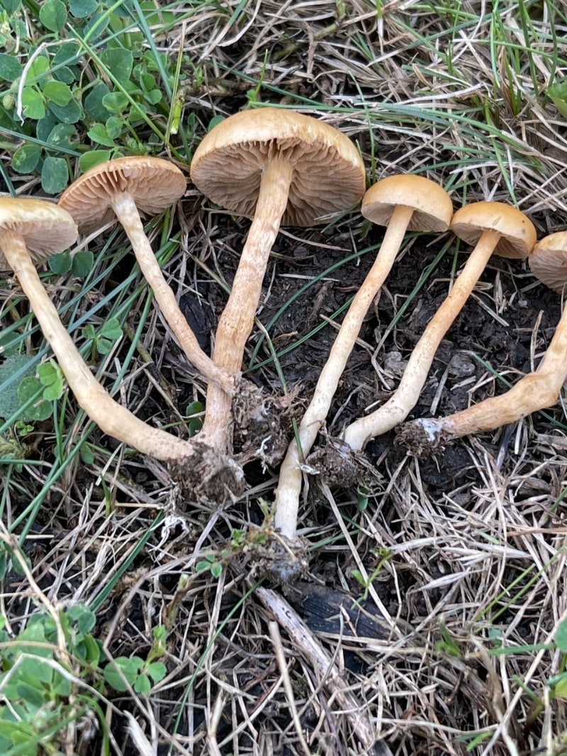 Agrocybe pediades