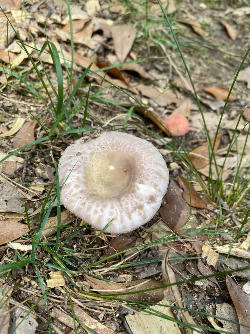 Russula crustosa by MushroomMilo on Mushroom Observer