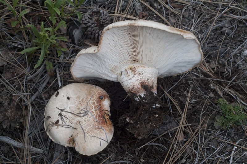 Neolentinus ponderosus