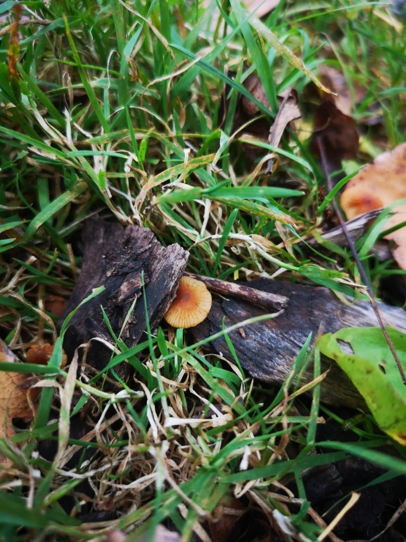 Conocybe rugosa or Pholiotina rugosa; Conocybe filaris or Pholiotina filaris