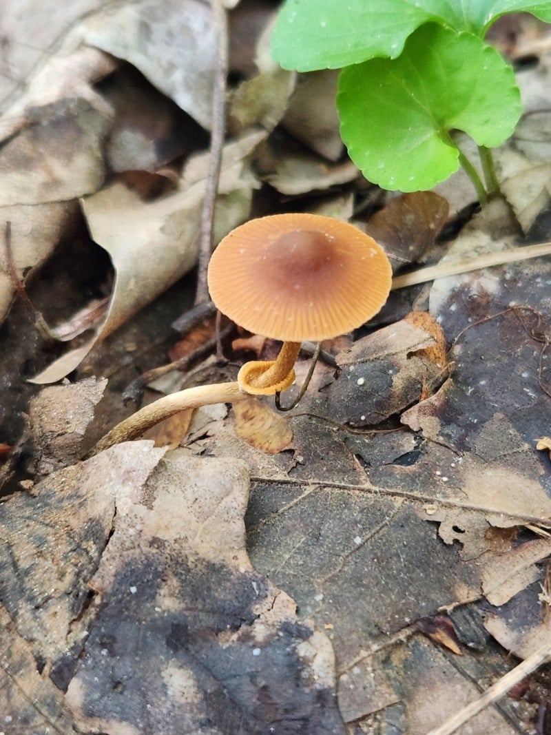 Conocybe rugosa or Pholiotina rugosa; Conocybe filaris or Pholiotina filaris