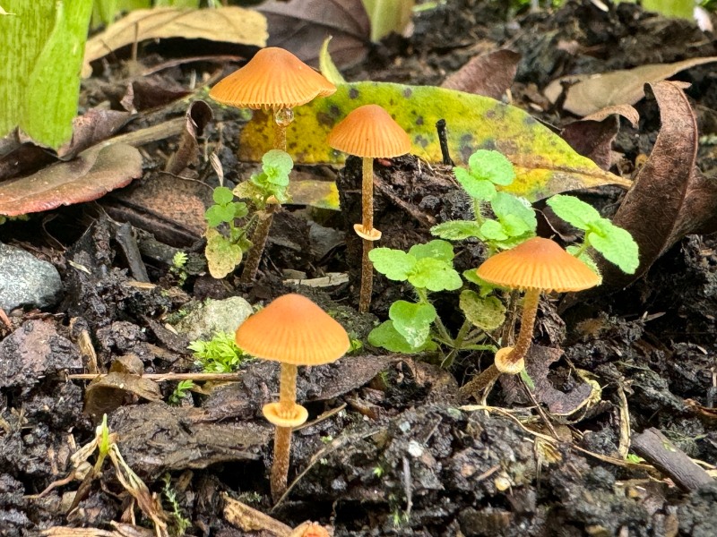 Conocybe rugosa or Pholiotina rugosa; Conocybe filaris or Pholiotina filaris