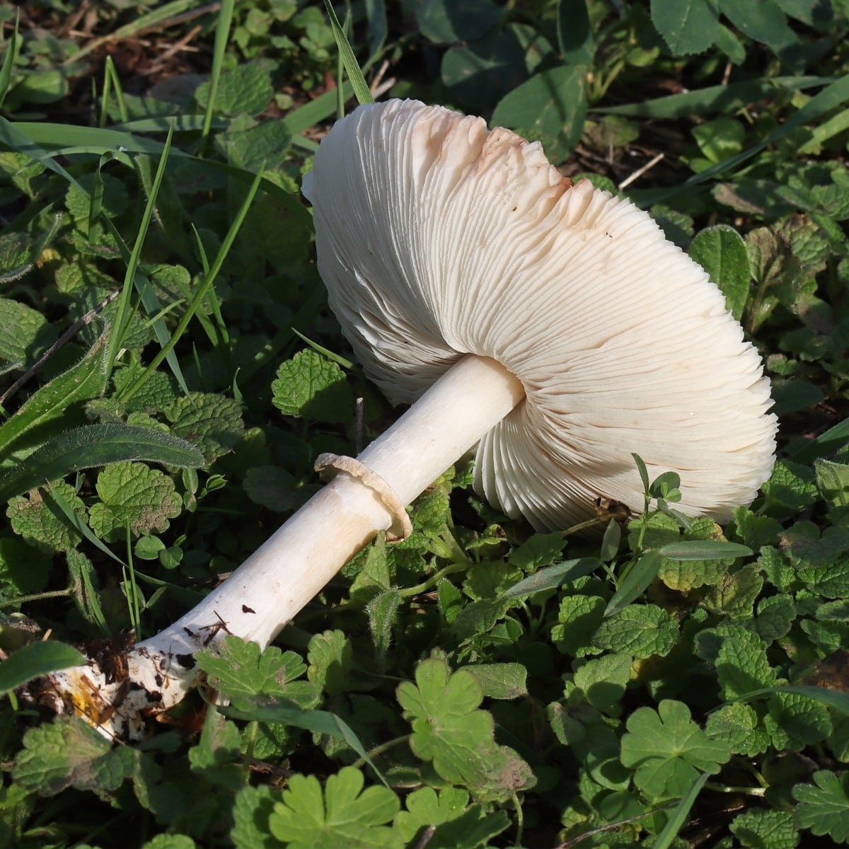 Leucoagaricus leucothites