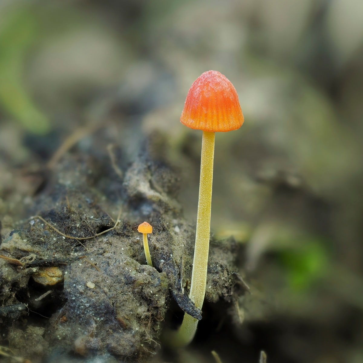 mycena acicula