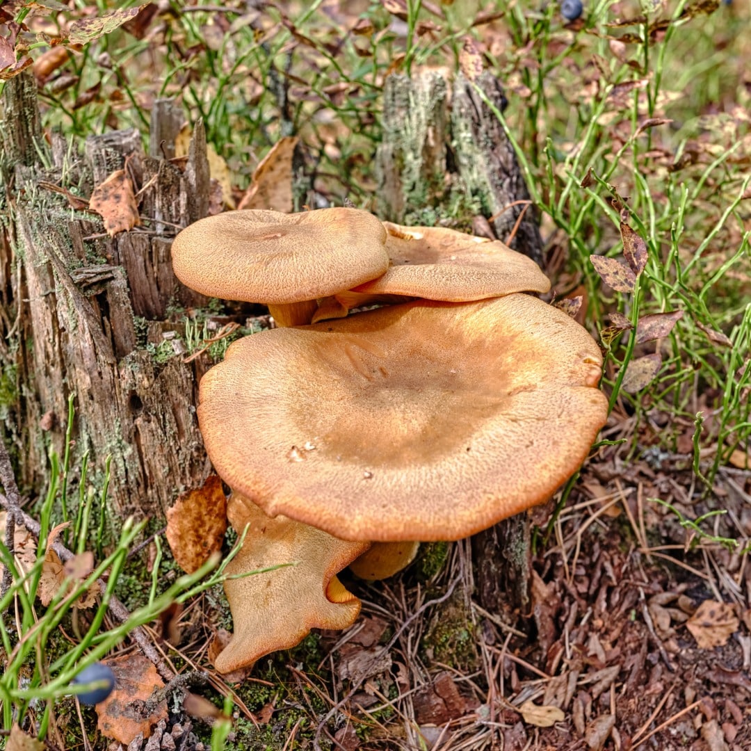 Paxillus involutus