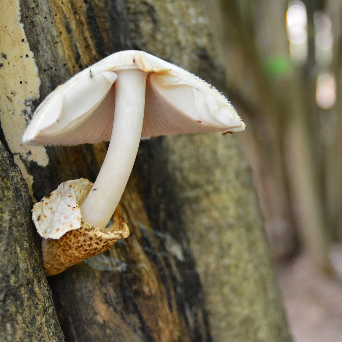 paddy straw mushroom