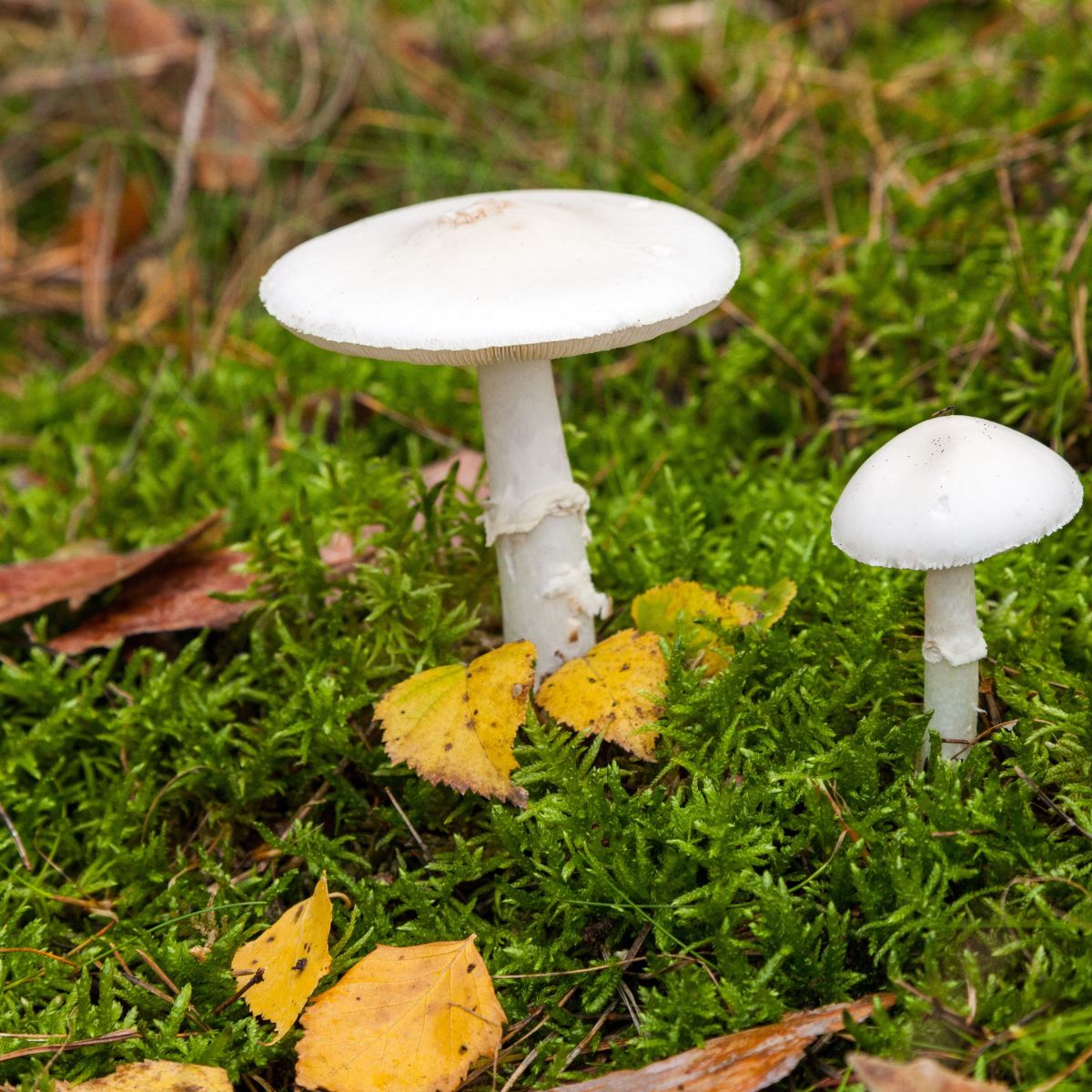 destroying angel amatoxin