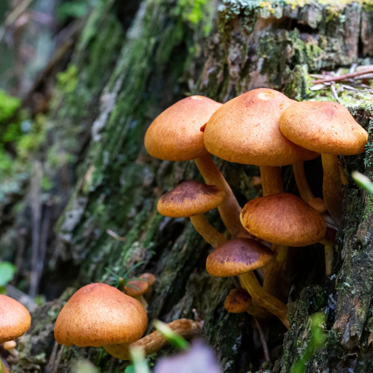 funeral bell galerina