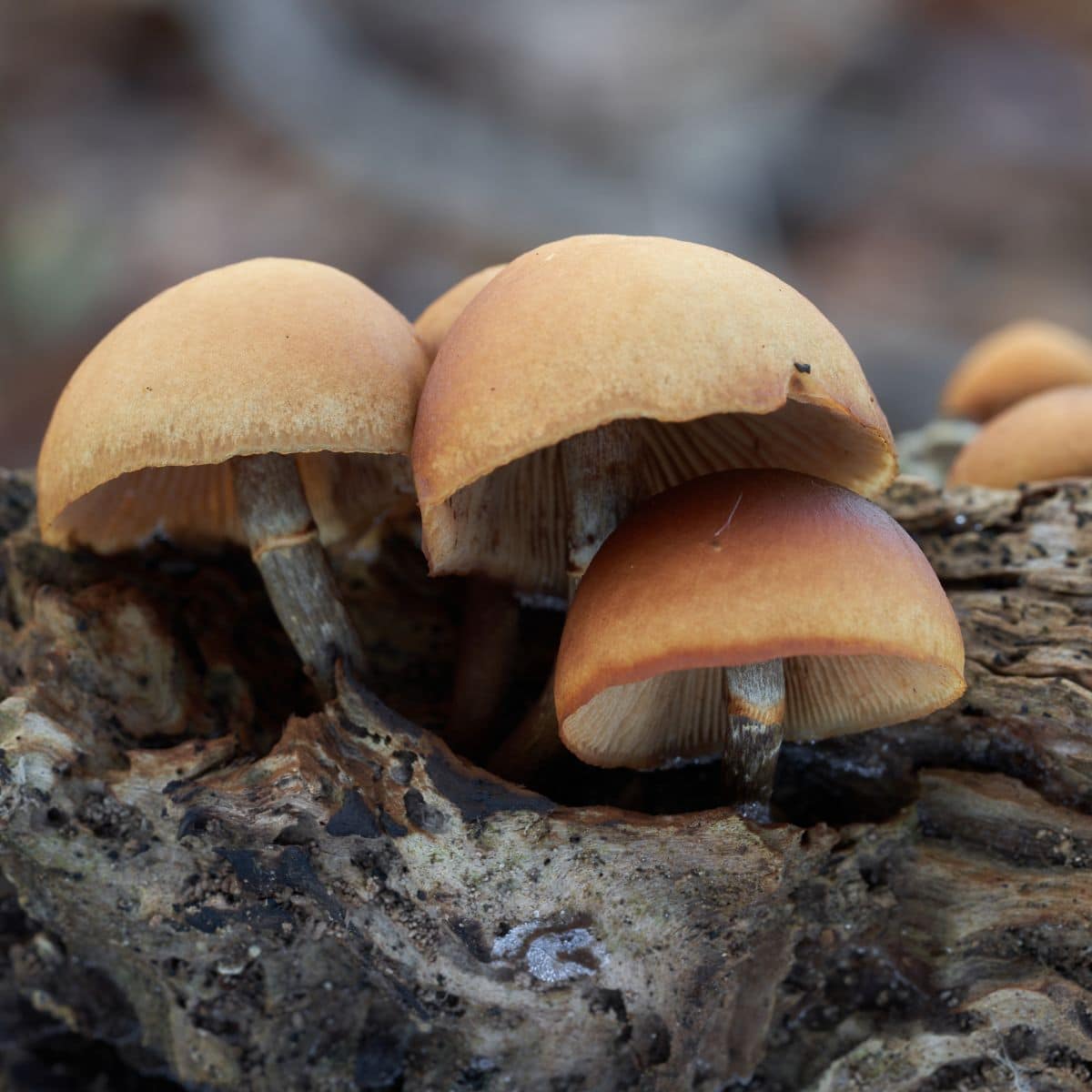 funeral bell mushroom galerina