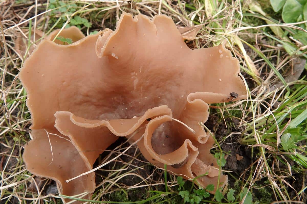 bay cup fungus