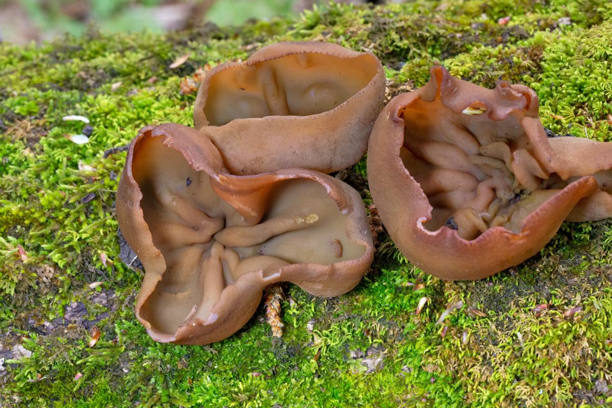 bay cup fungus