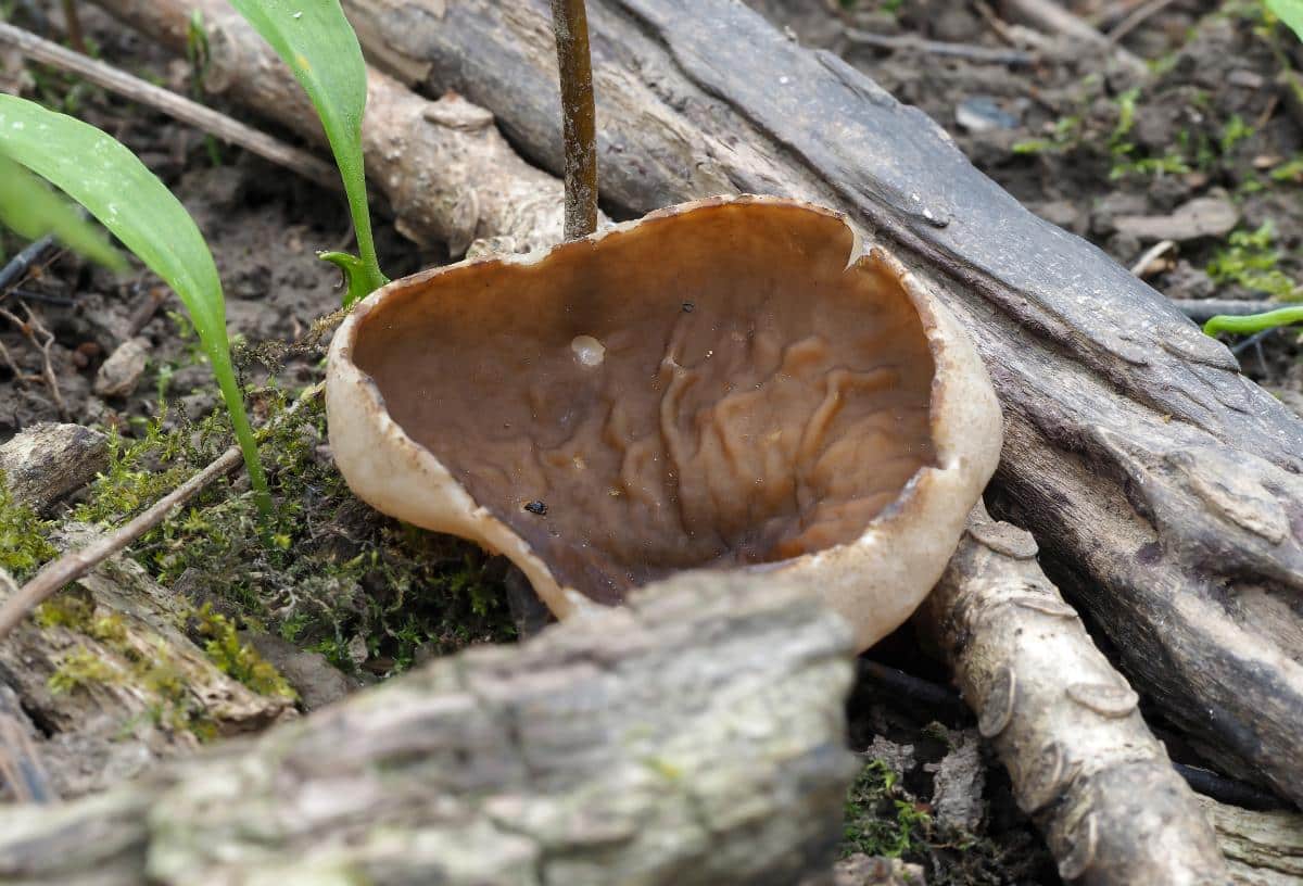 bleach cup mushroom