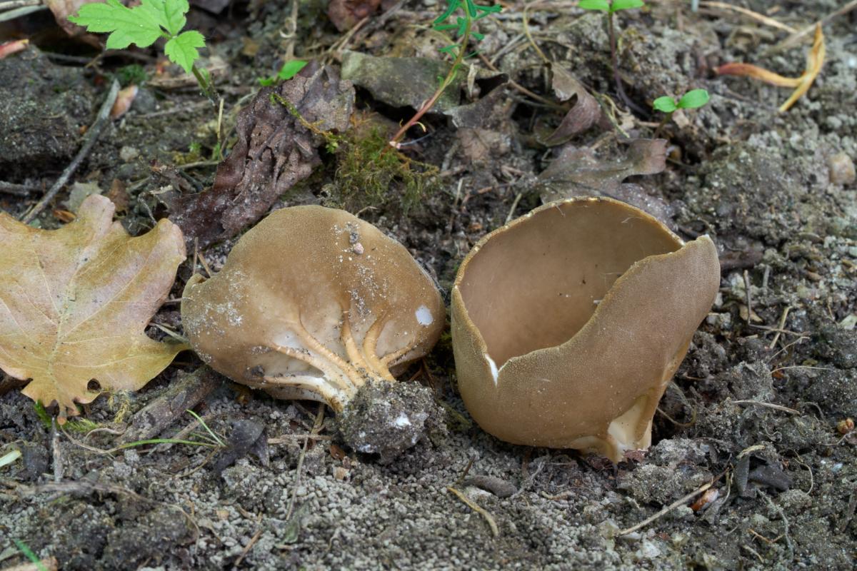 Cabbage Leaf Helvella aka Vinegar Cup aka Brown Ribbed Elfin Cup