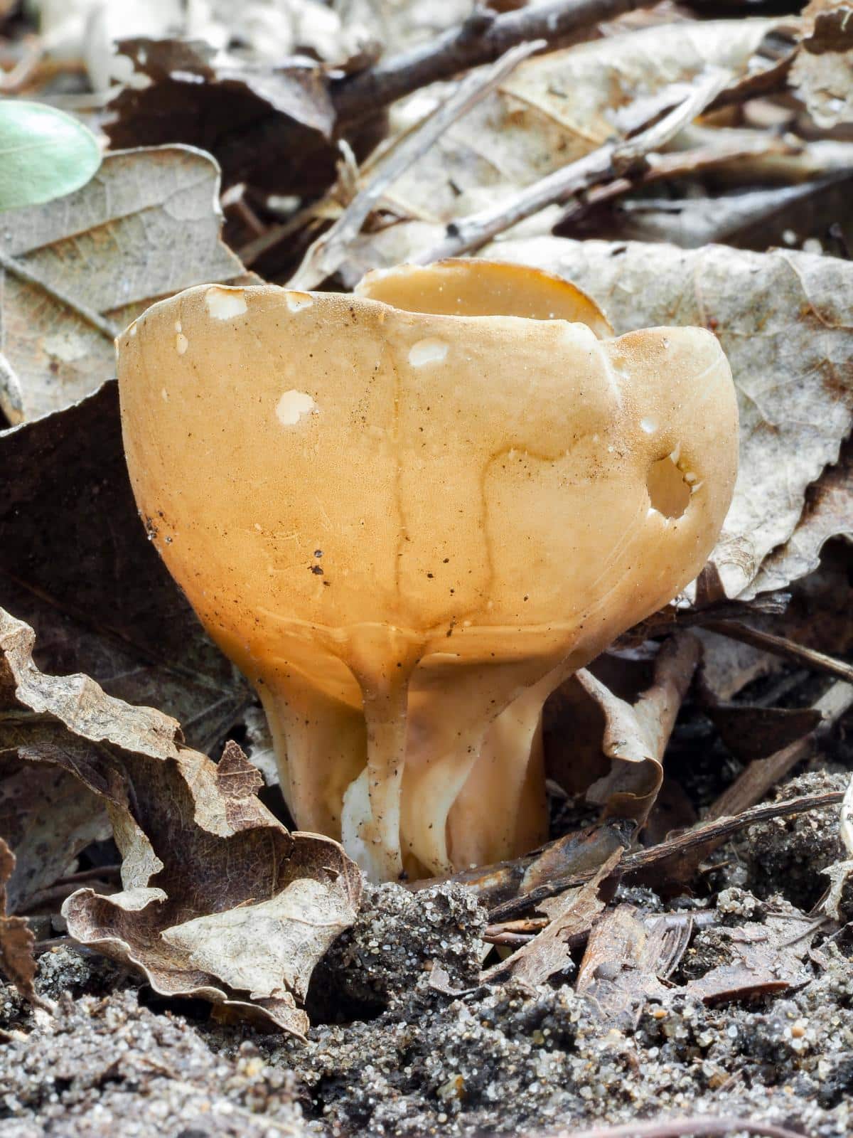 Cabbage Leaf Helvella aka Vinegar Cup aka Brown Ribbed Elfin Cup