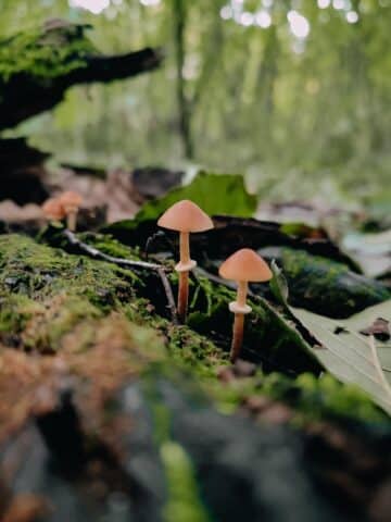 Common Conecap Mushroom: Identification And Lookalikes - Mushroom 