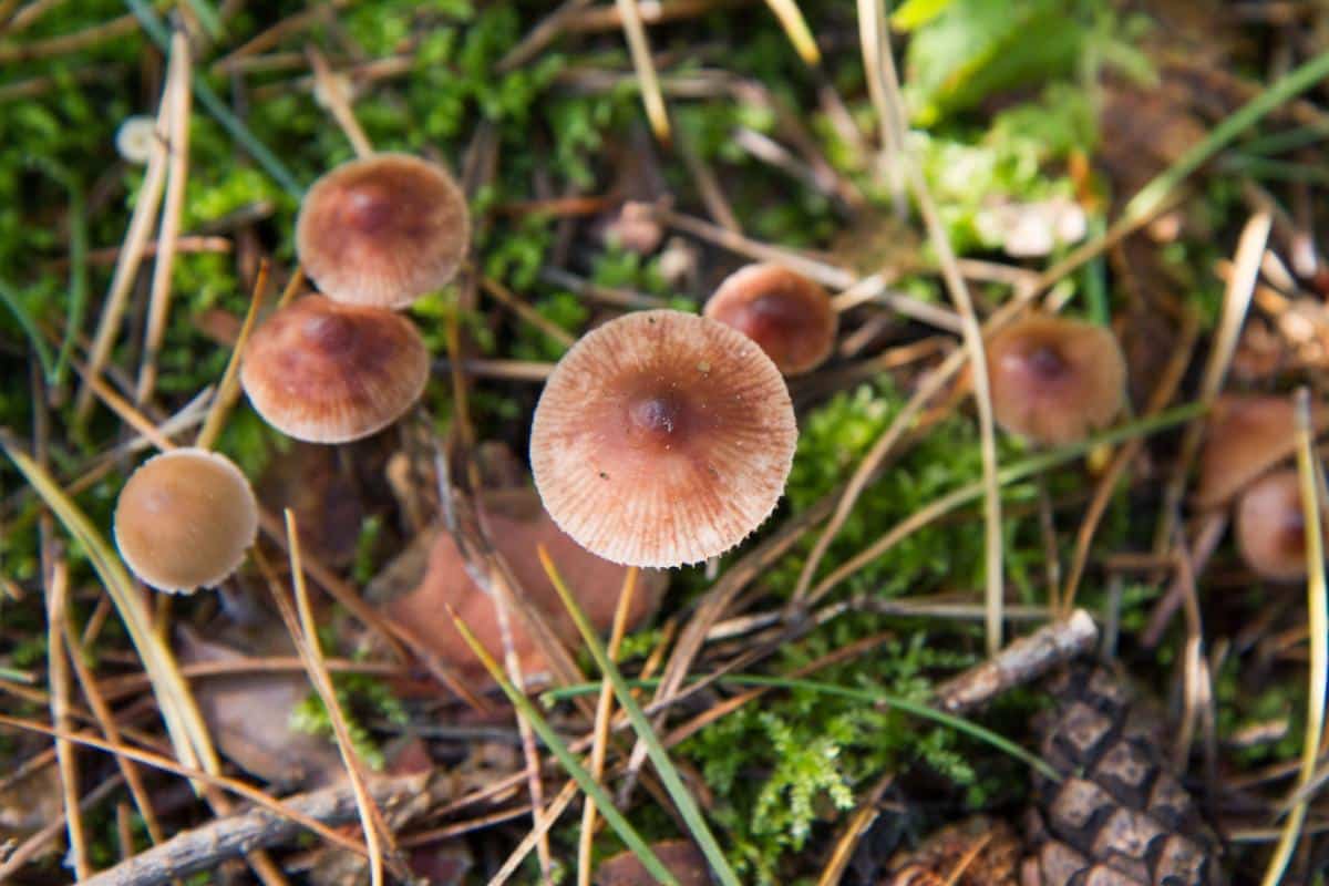 Conocybe rugosa or Pholiotina rugosa; Conocybe filaris or Pholiotina filaris