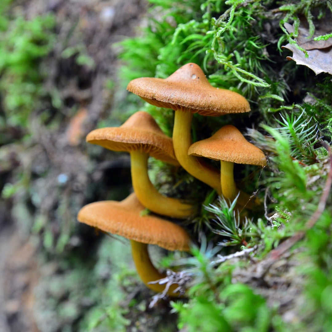 cortinarius uliginosus