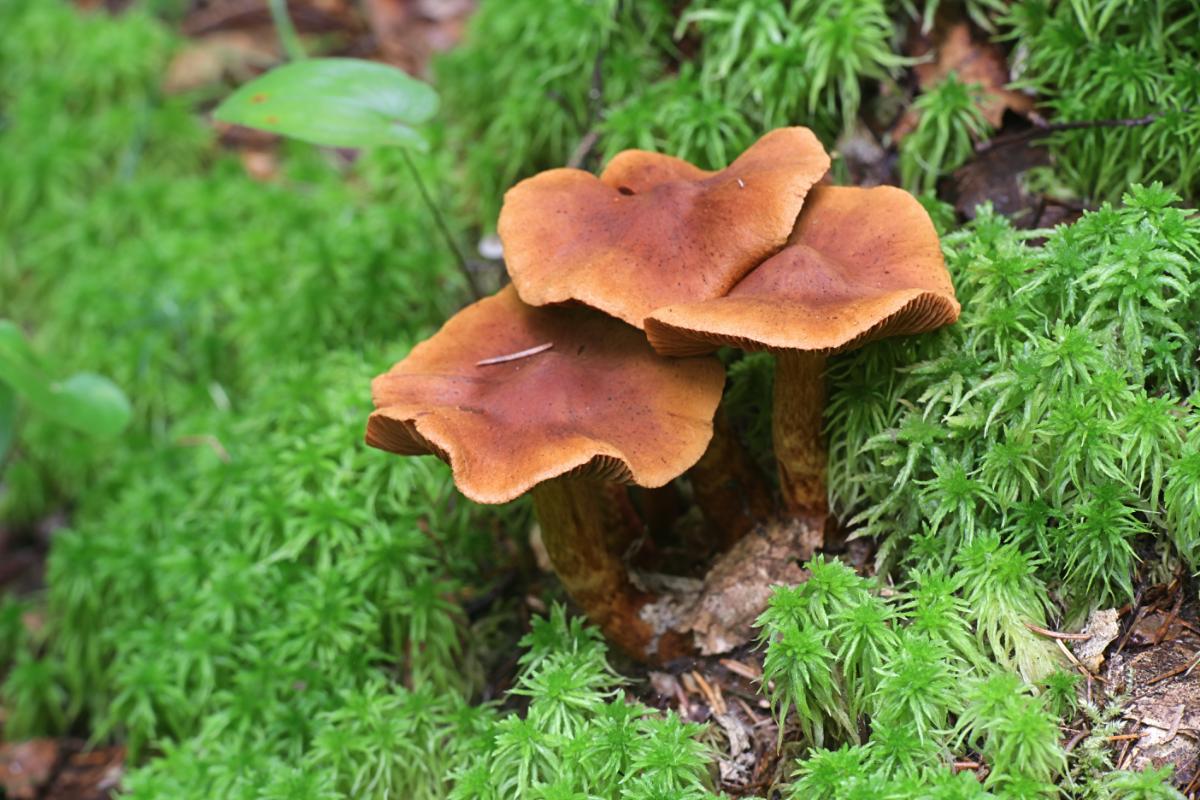 deadly webcap cortinarius