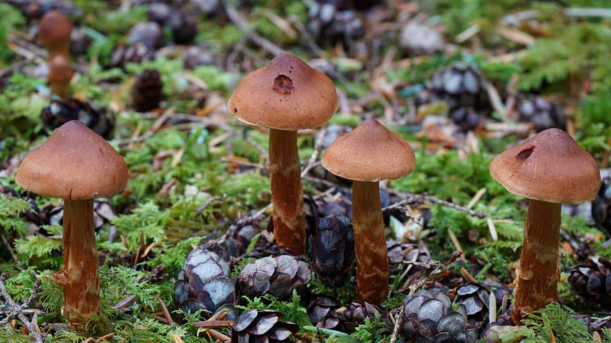 deadly cortinarius