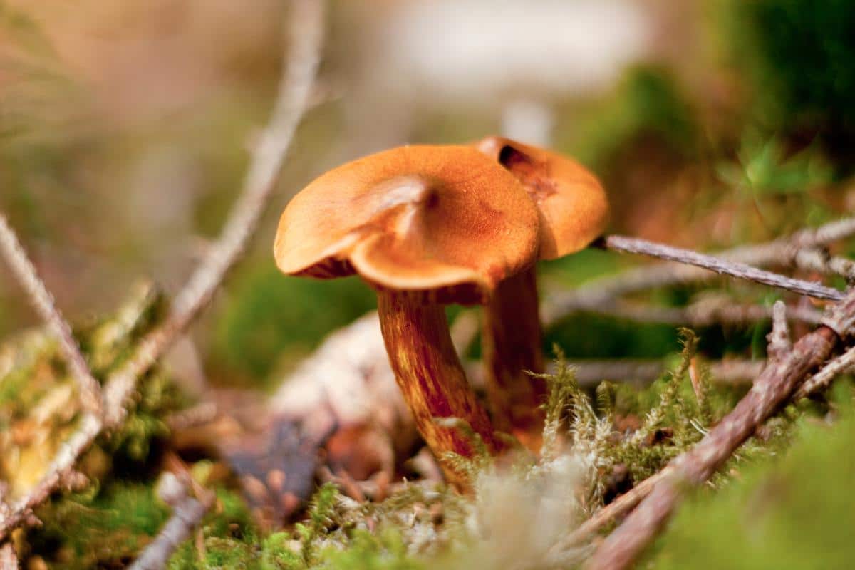 cortinarius rubellus