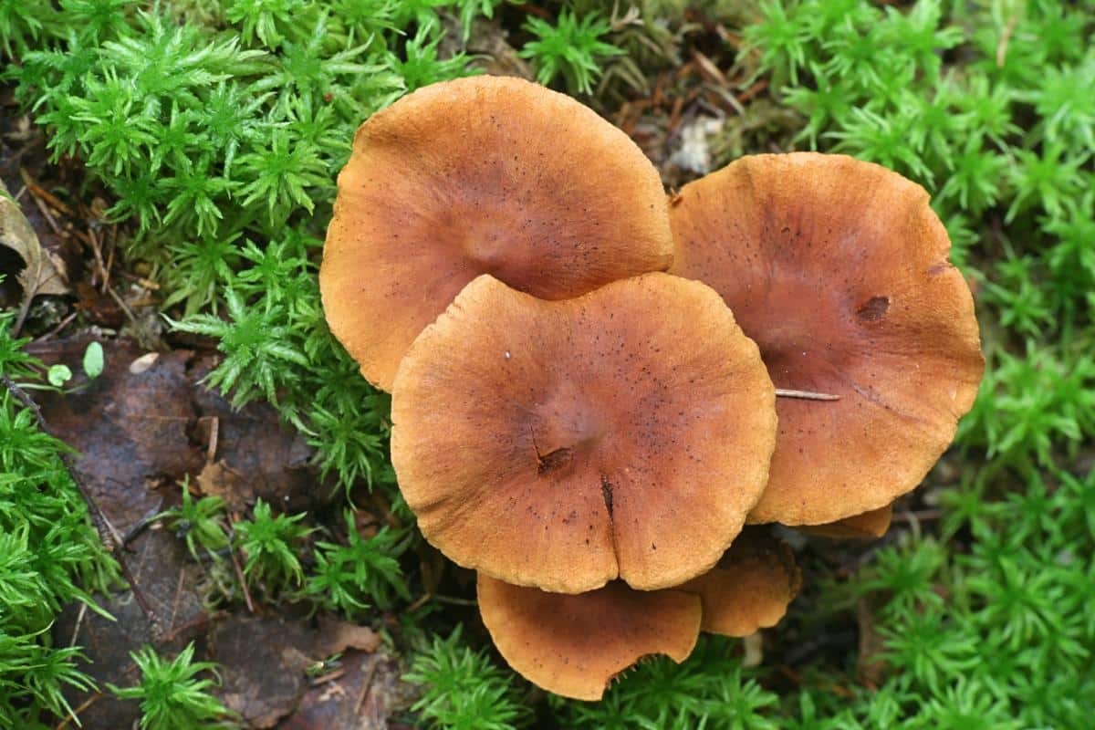 cortinarius rubellus