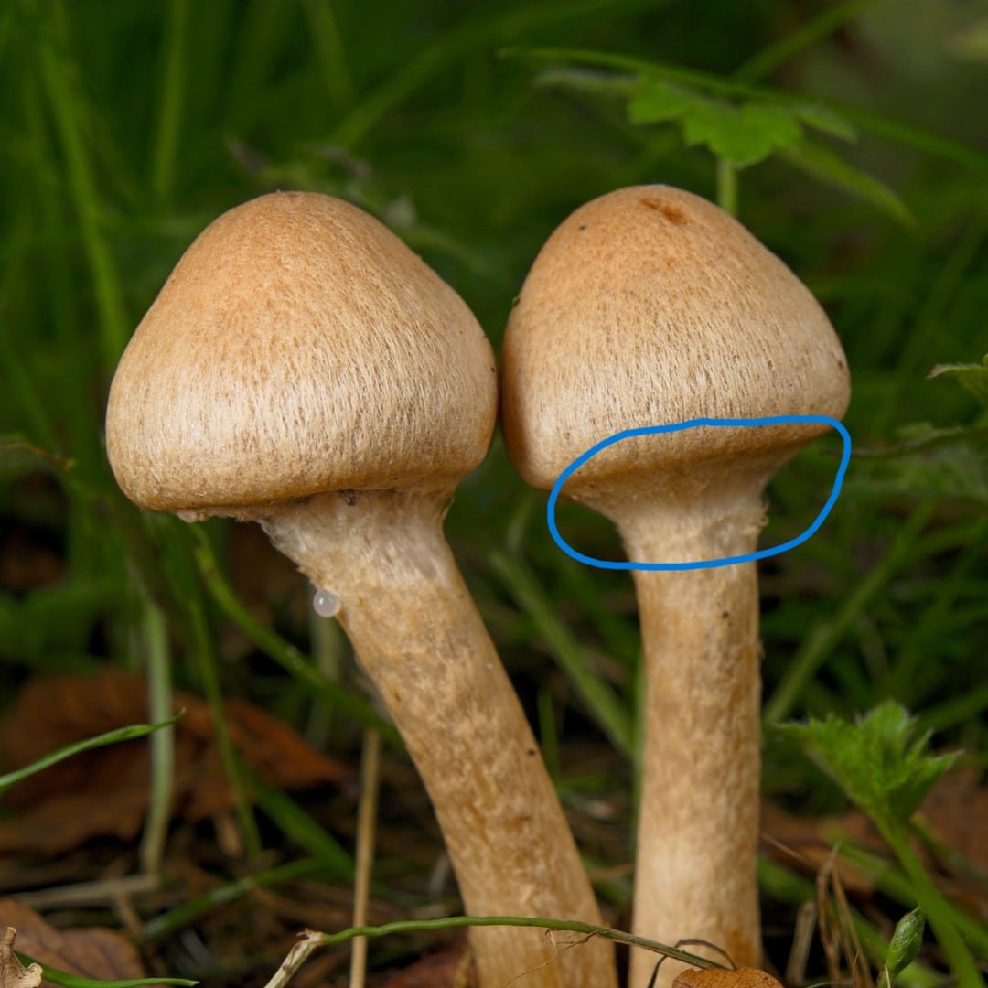 cortinarius webcap veil