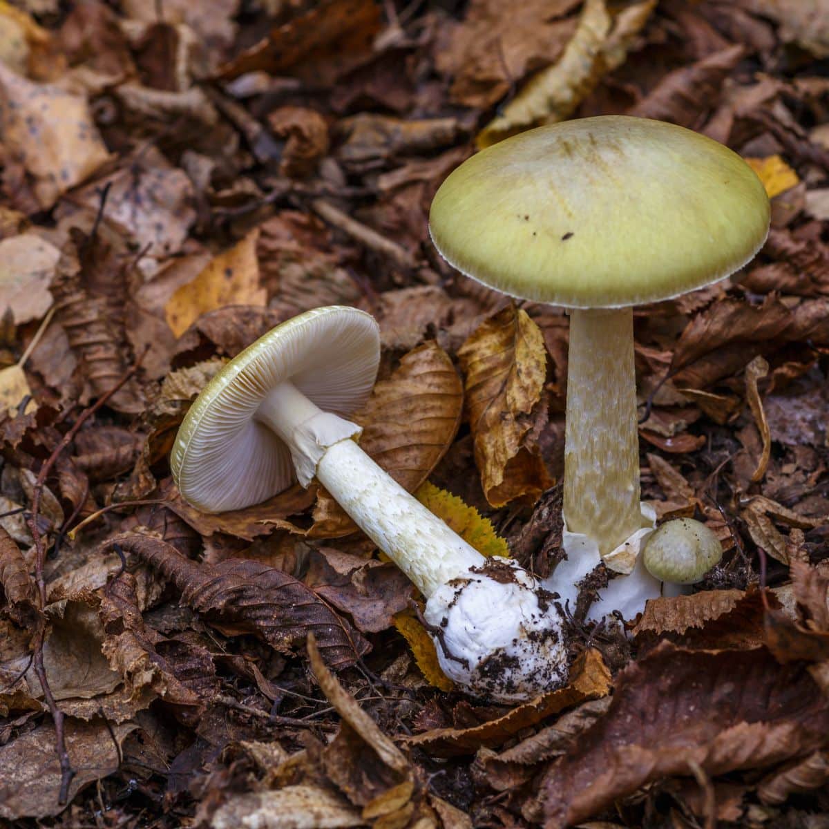 death cap amanitas