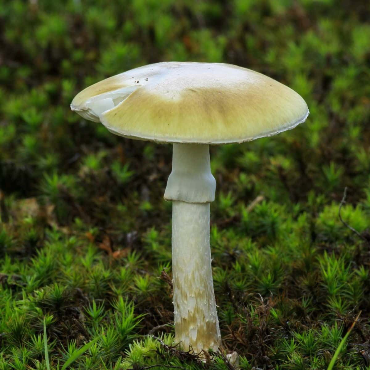 death cap