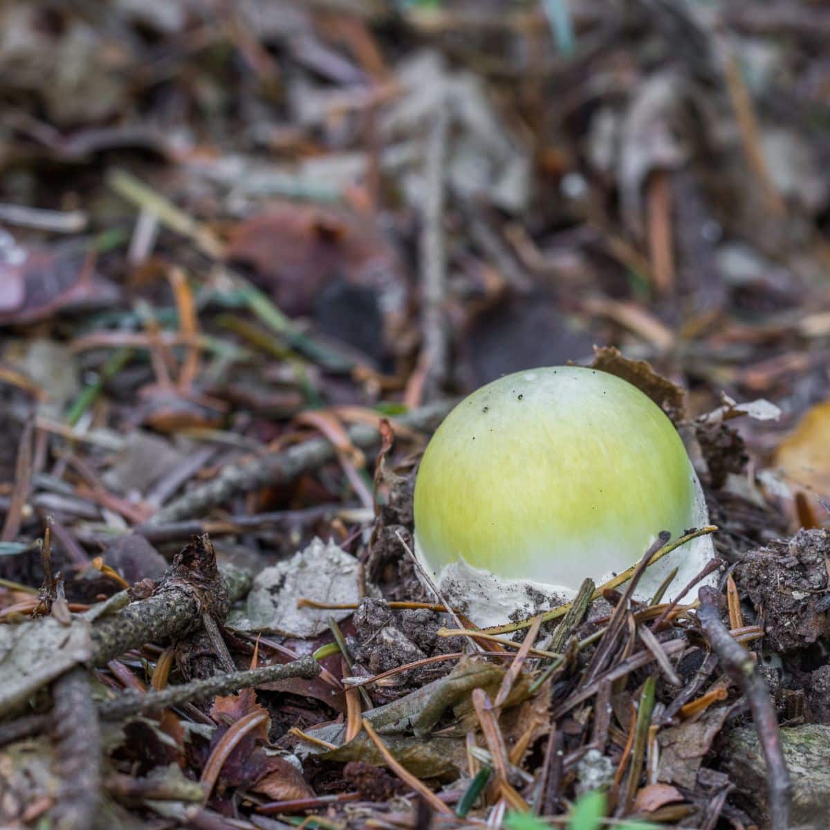 baby death cap