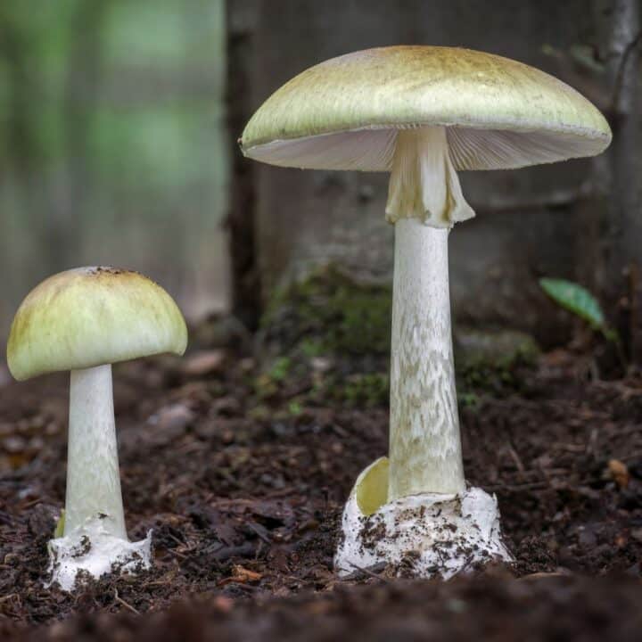 Amatoxin: The Deadliest Mushroom Poison - Mushroom Appreciation