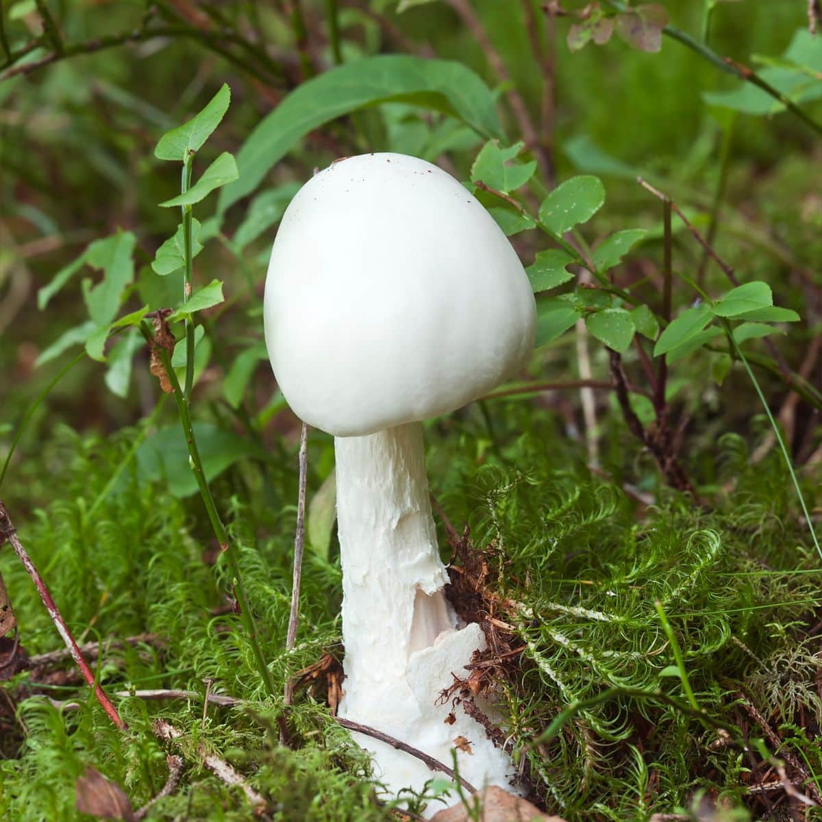 destroying angel