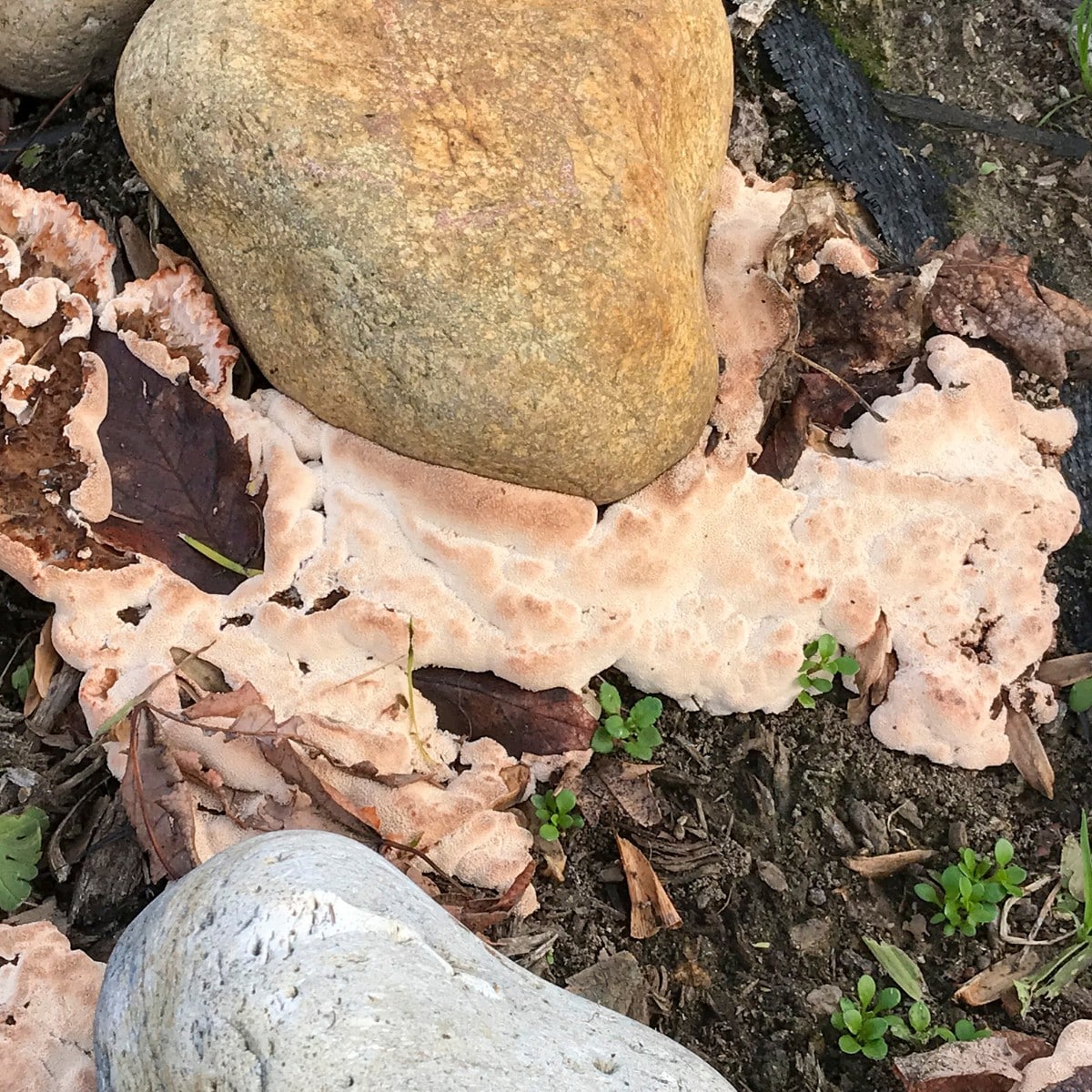 Dog Vomit Slime Mold: Comprehensive Identification Guide