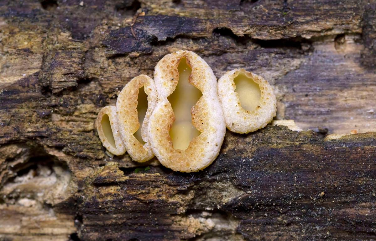 domicile cup mushroom