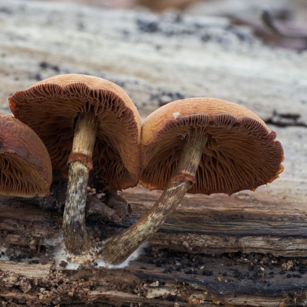 Amatoxin: The Deadliest Mushroom Poison - Mushroom Appreciation