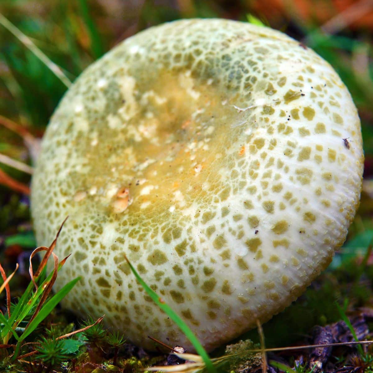 green cracking russula