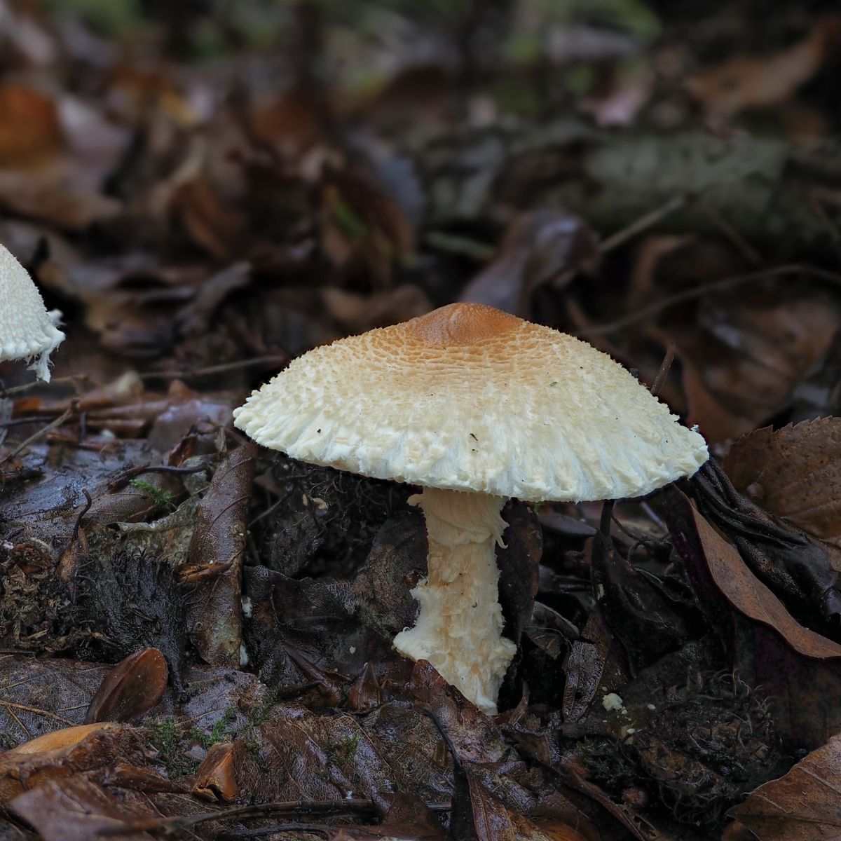 Lepiota clypeolaria (Shield dapperling)