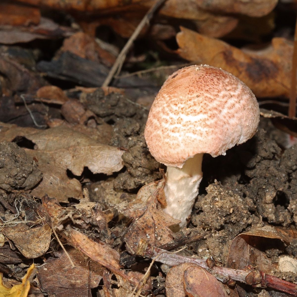 Lepiota subincarnata (Fatal dapperling)