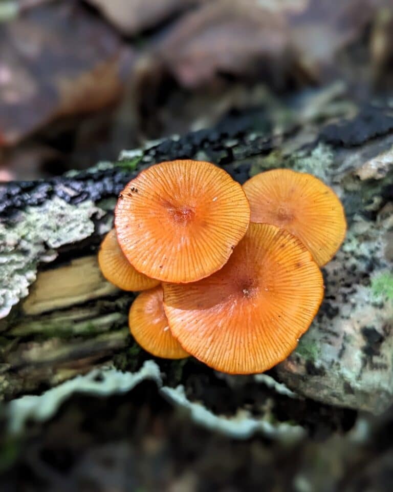 The Orange Mycena: Identification, Lookalikes, and Medicinal Properties ...