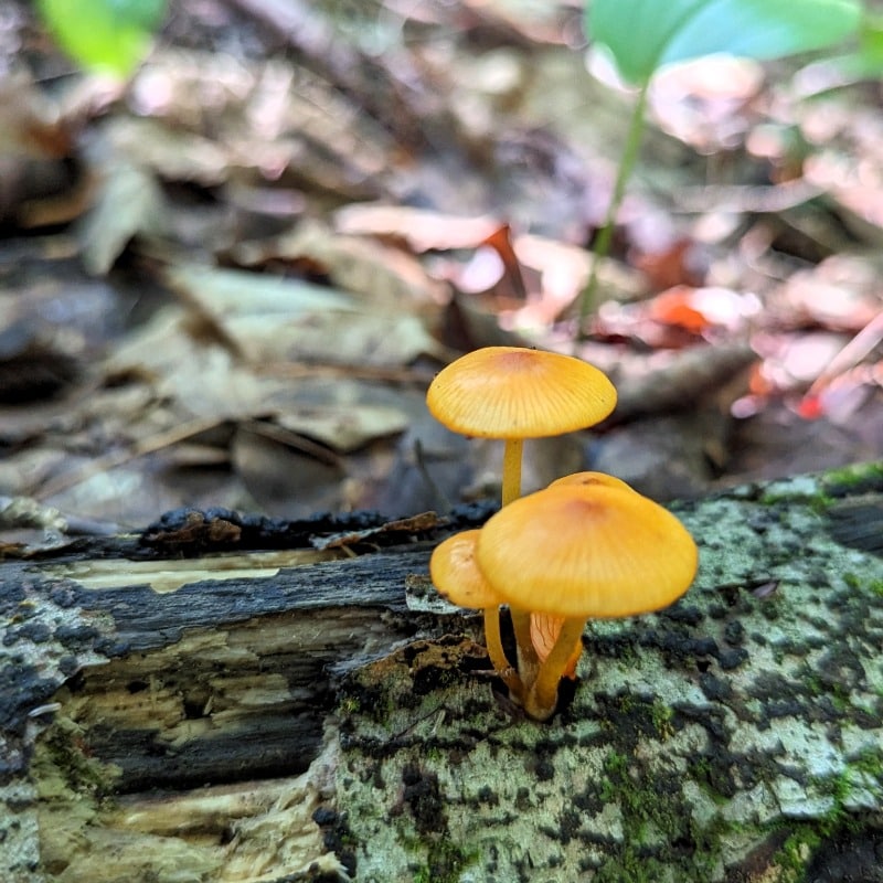 orange mycena