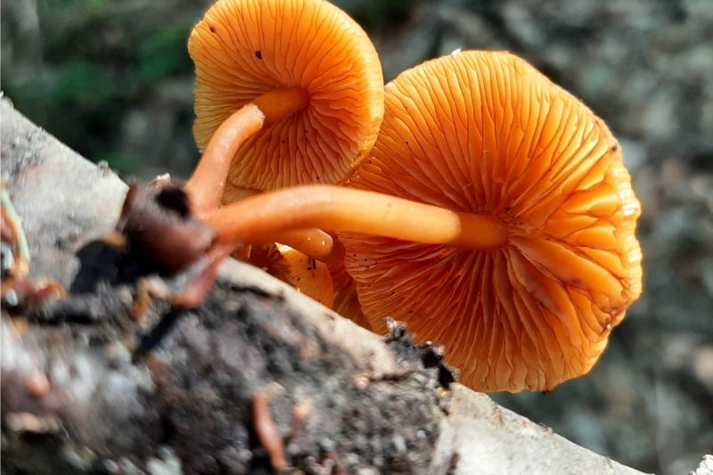 orange mycena mushroom