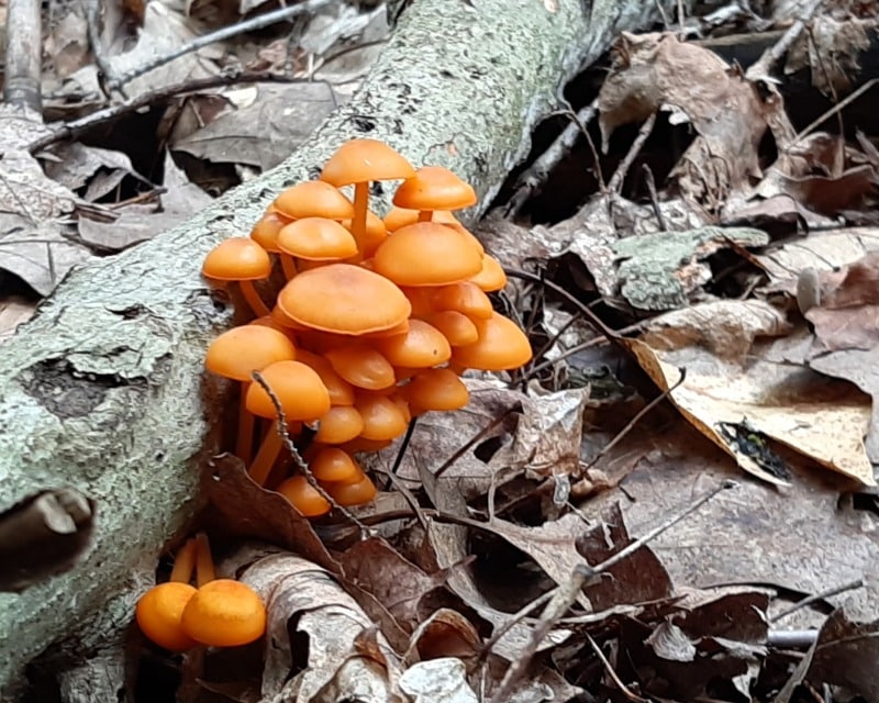 orange mycena