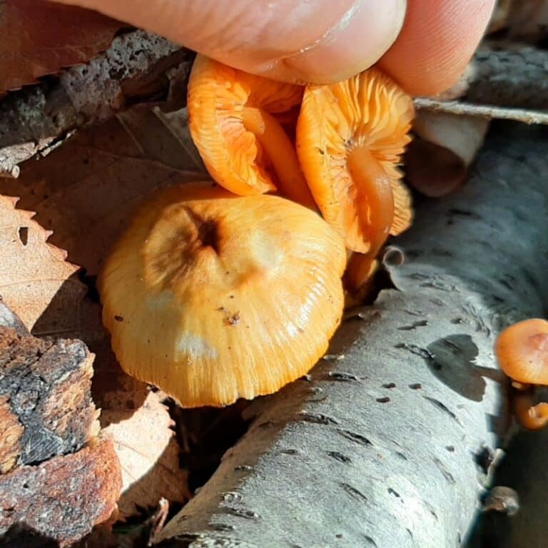 The Orange Mycena: Identification, Lookalikes, and Medicinal Properties ...