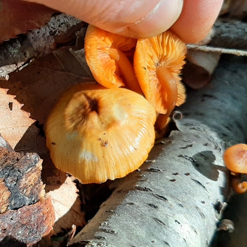 Mycena leaiana