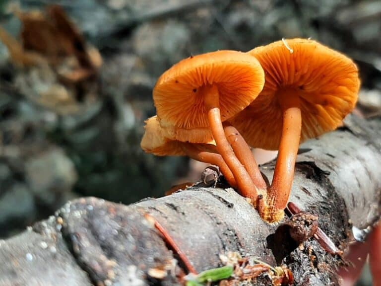 The Orange Mycena: Identification, Lookalikes, and Medicinal Properties ...