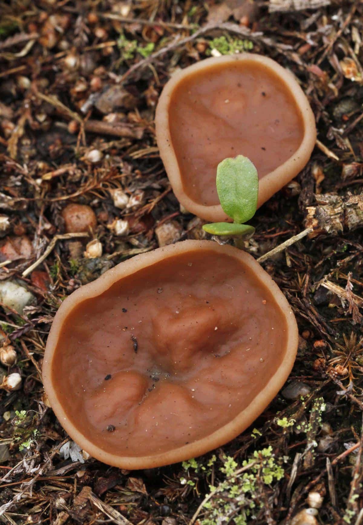 pig ear cup mushrooms