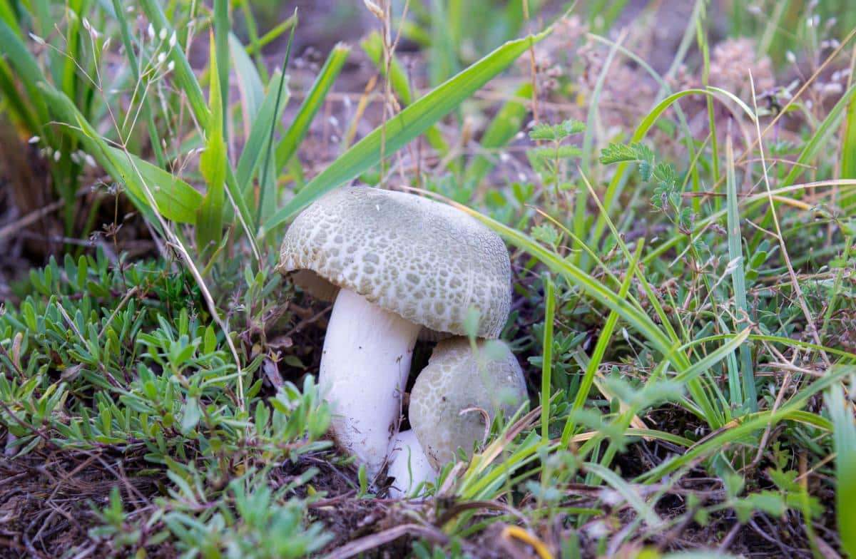 Russula Parvovirescens