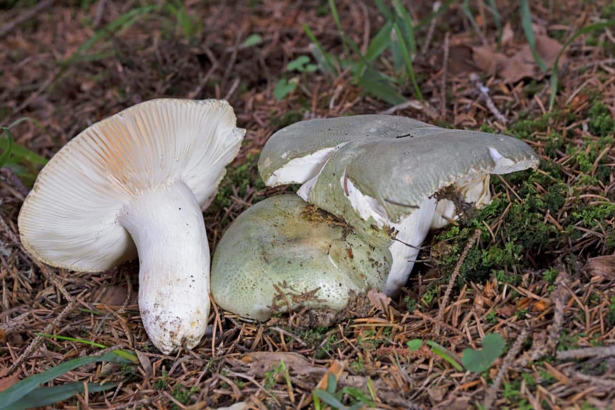 Russula mushroom